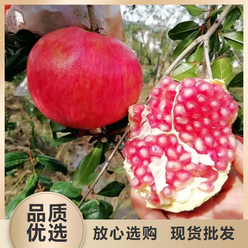 批發(fā)石榴_廠家/供應