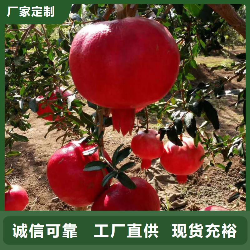 石榴、石榴廠家直銷