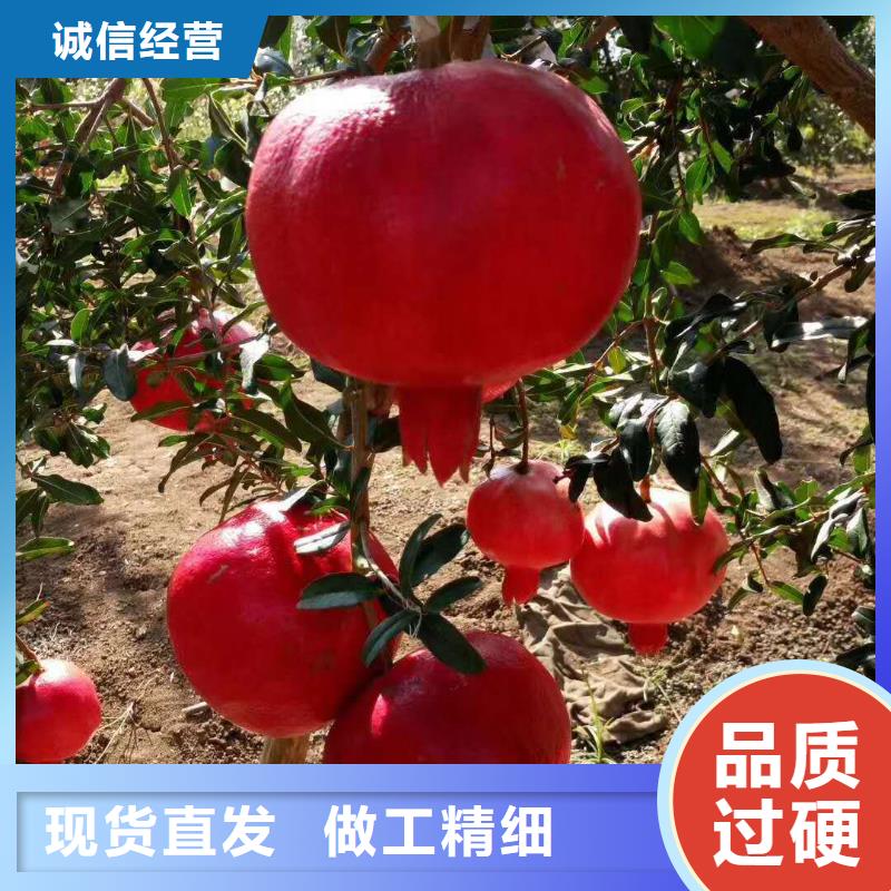 采購石榴必看-專業(yè)品質(zhì)