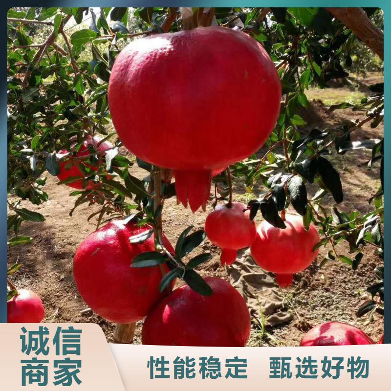 實(shí)力雄厚的石榴供應(yīng)商當(dāng)?shù)厣a(chǎn)廠家