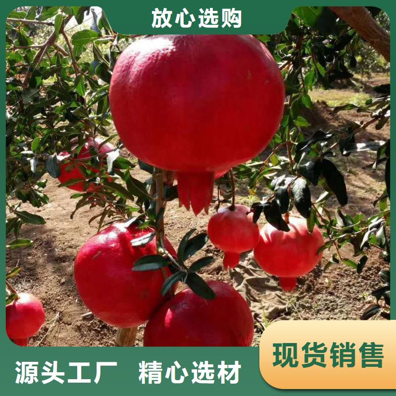 石榴適用范圍