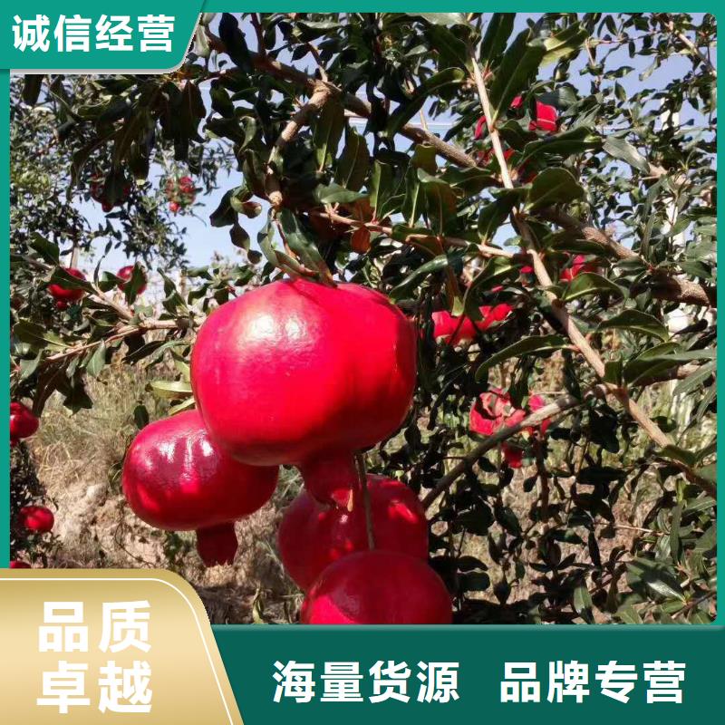 石榴長(zhǎng)期供應(yīng)