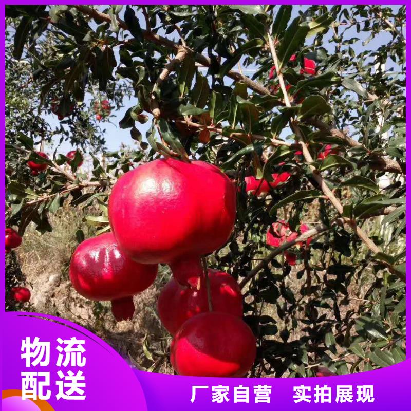 石榴質(zhì)量穩(wěn)定當(dāng)?shù)仄放?></div>
				<div   id=