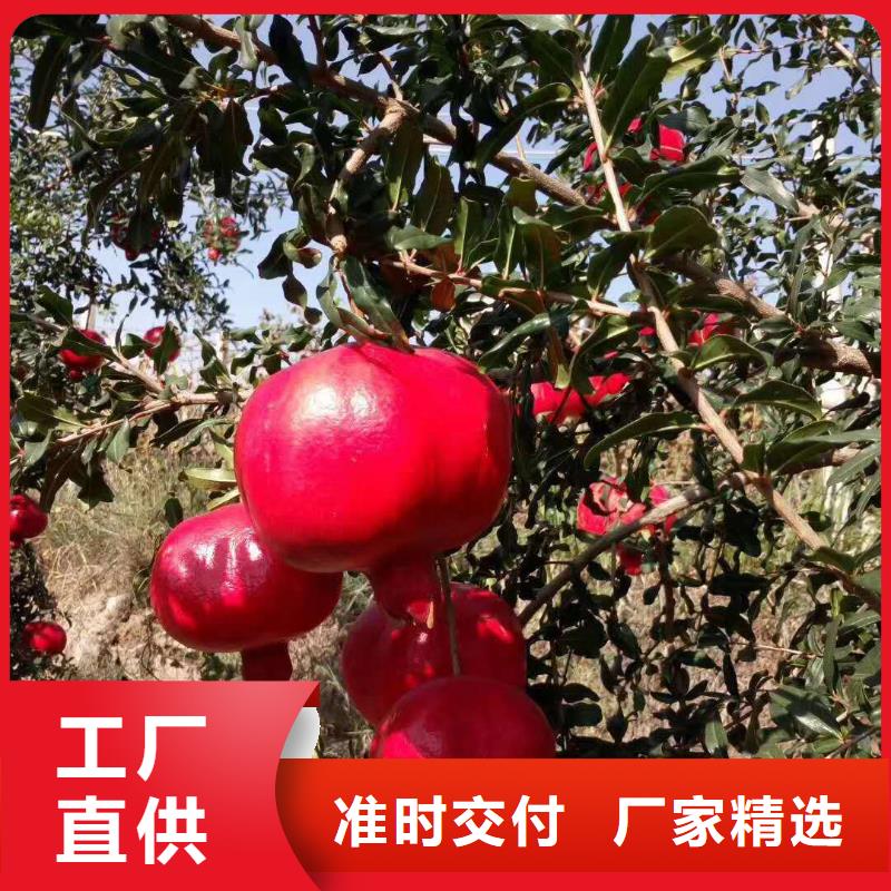 石榴直銷品牌:石榴生產(chǎn)廠家