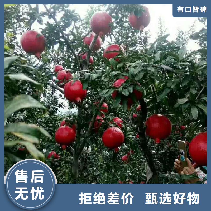 質(zhì)量好的石榴廠家