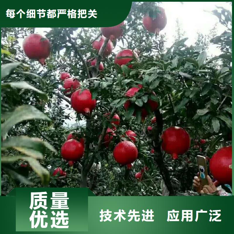 值得信賴的石榴生產(chǎn)廠家