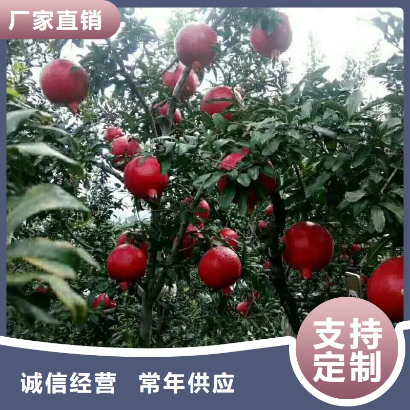石榴-熱線開通中