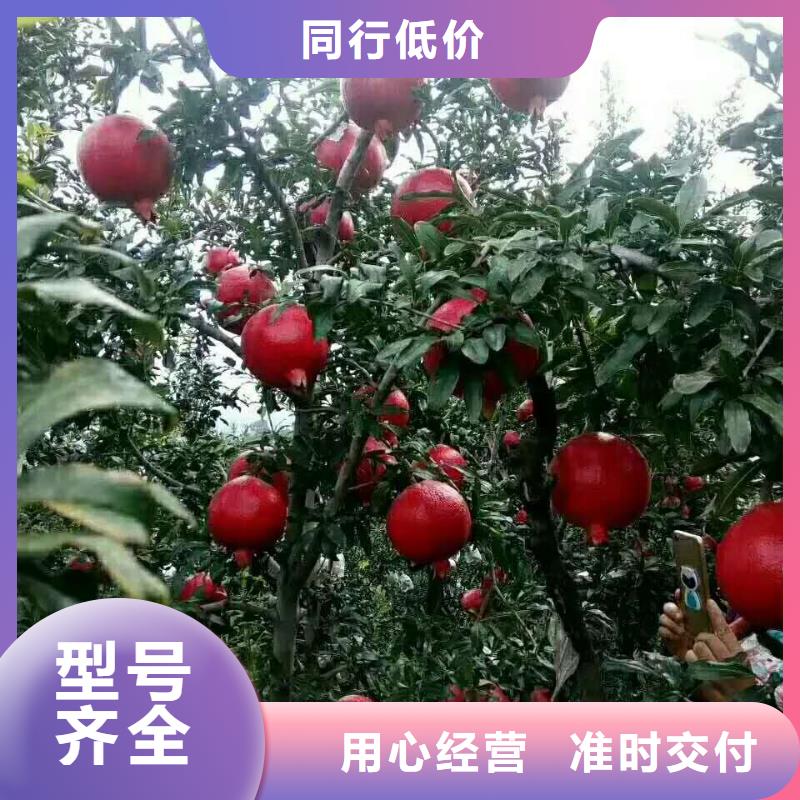 石榴價格低交貨快檢驗發(fā)貨