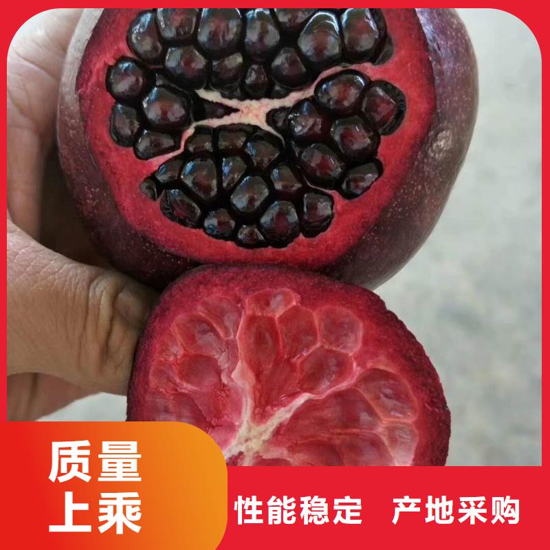 現(xiàn)貨供應(yīng)石榴_品牌廠家