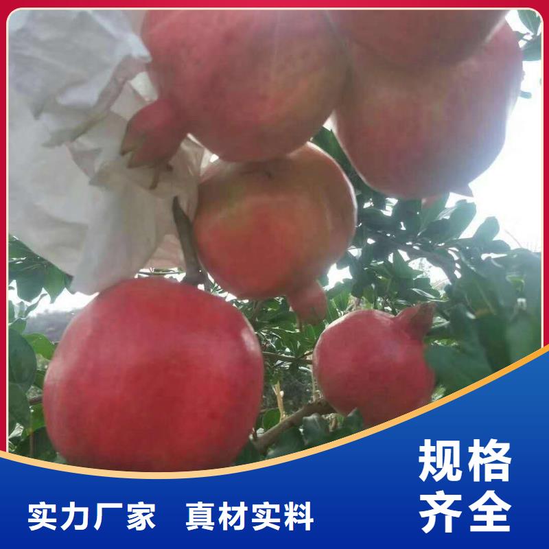 批發(fā)石榴_廠家/供應