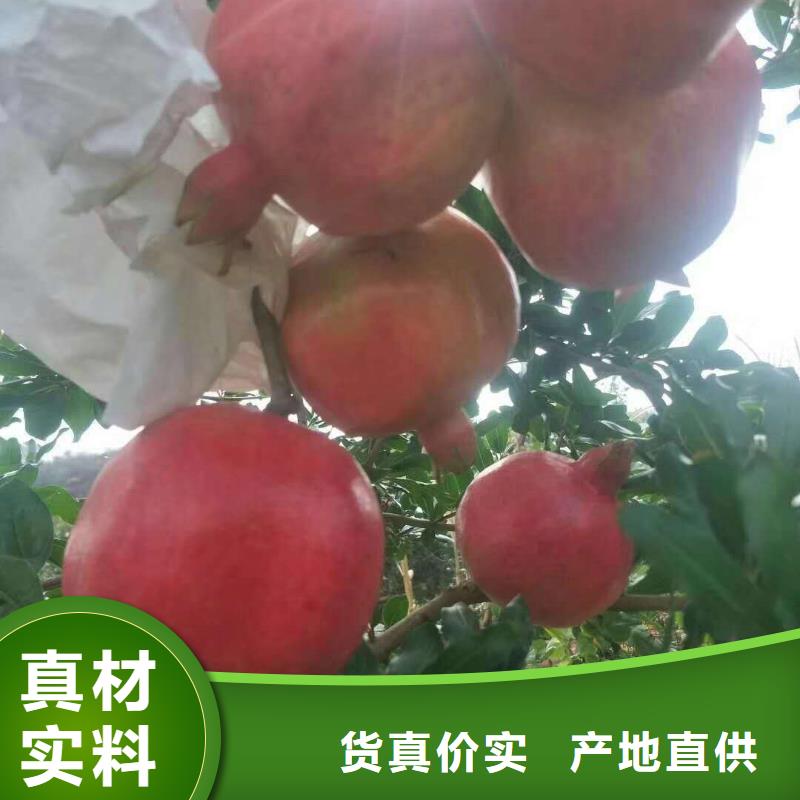 新產(chǎn)品：石榴采購(gòu)