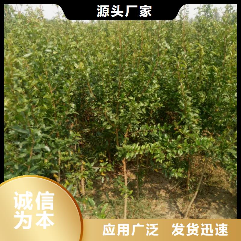 石榴-本地廠家