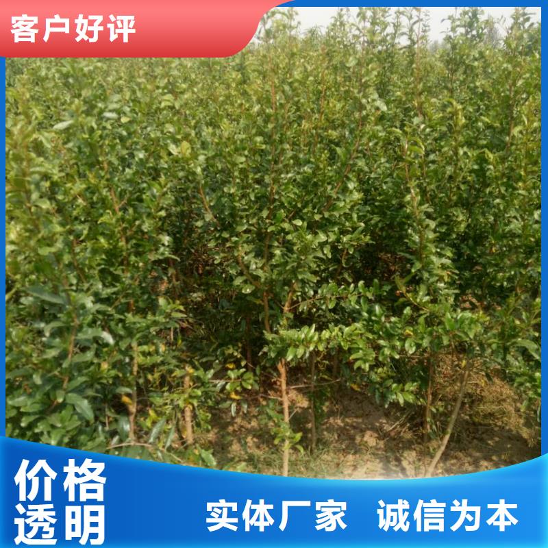 石榴隨時(shí)報(bào)價(jià)購(gòu)買(mǎi)的是放心