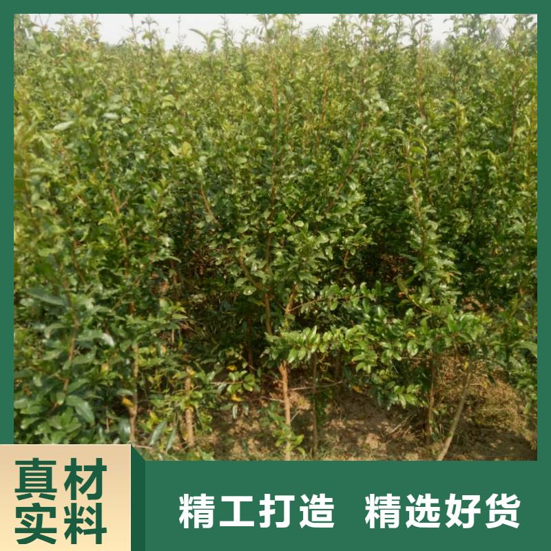 石榴-存貨充足