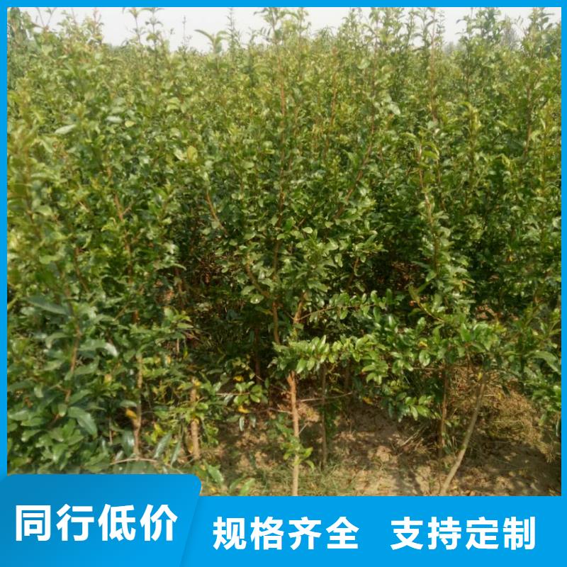 石榴費(fèi)用