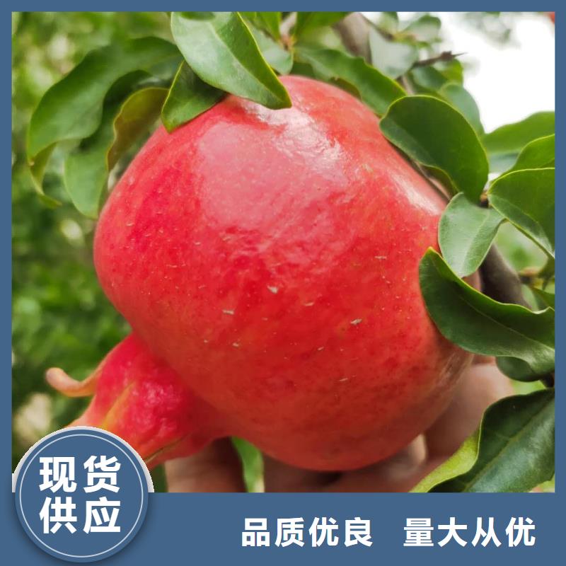 石榴-產(chǎn)品規(guī)格齊全歡迎來電詢價(jià)