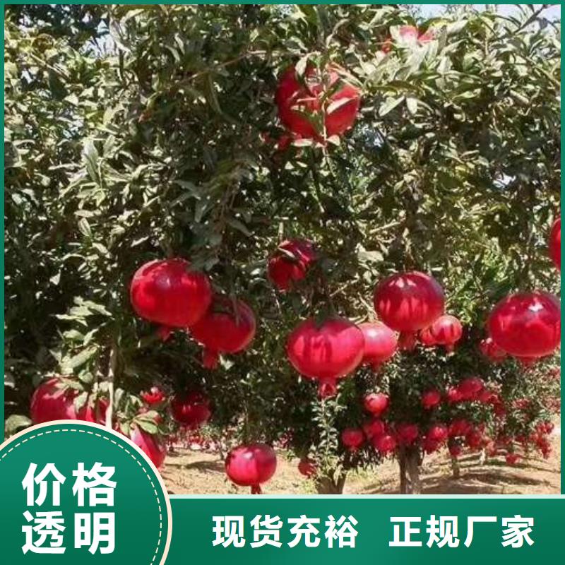 石榴資質全可信賴本地服務商