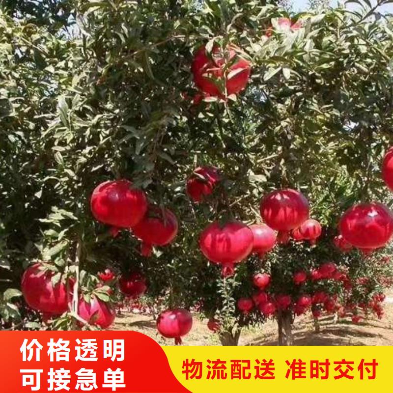 采購石榴必看-專業(yè)品質(zhì)