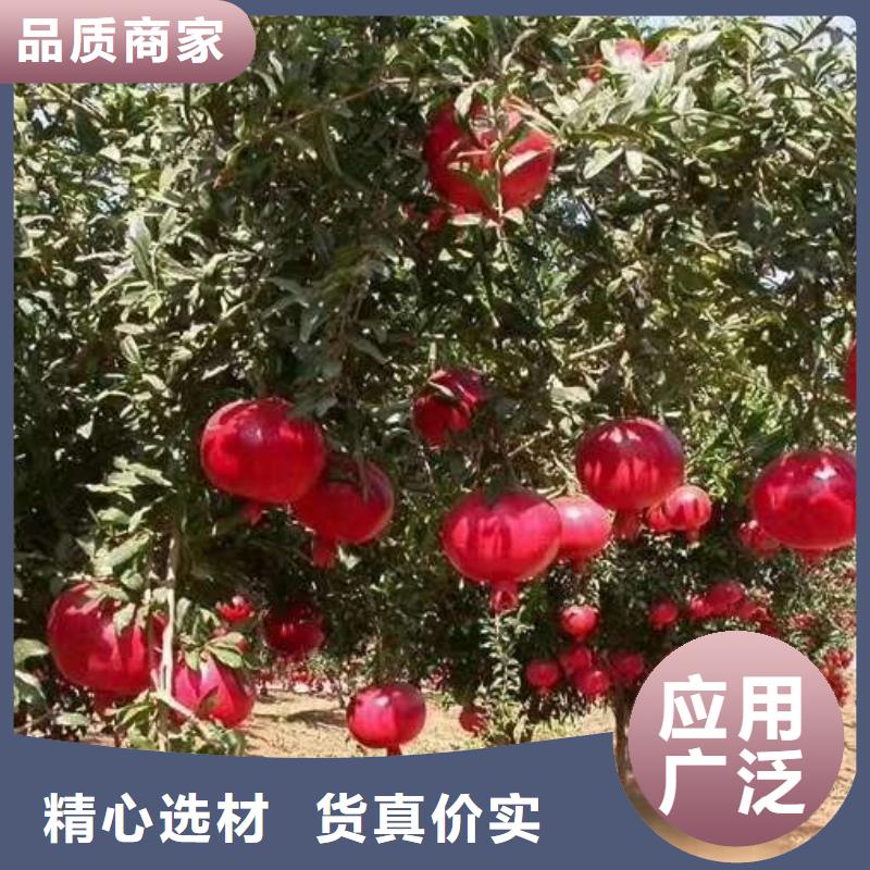 石榴實(shí)力大廠家
