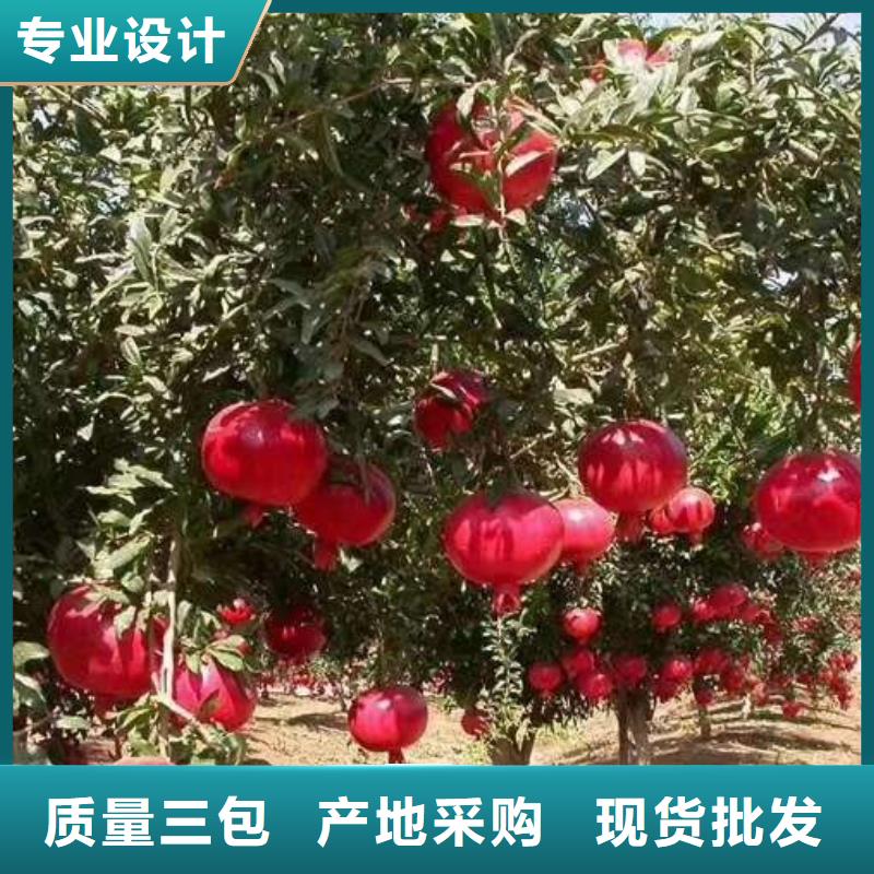石榴-石榴值得信賴追求品質(zhì)
