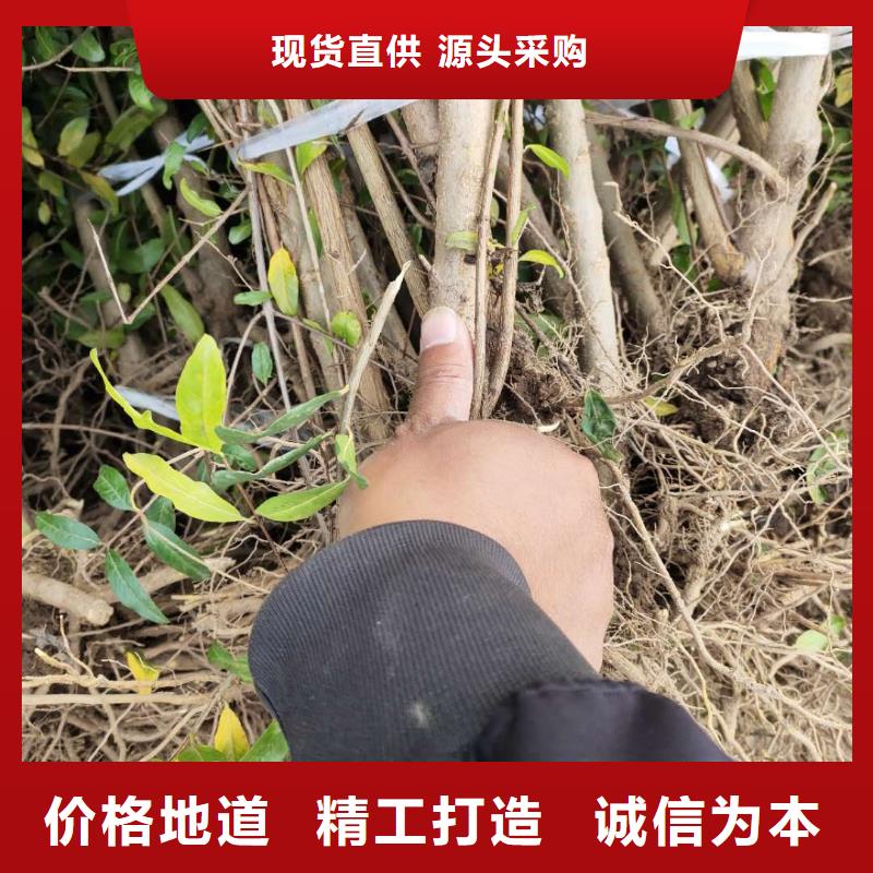 石榴可隨時(shí)發(fā)貨