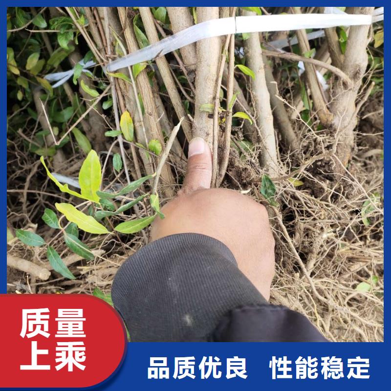 石榴好品質(zhì)看的見