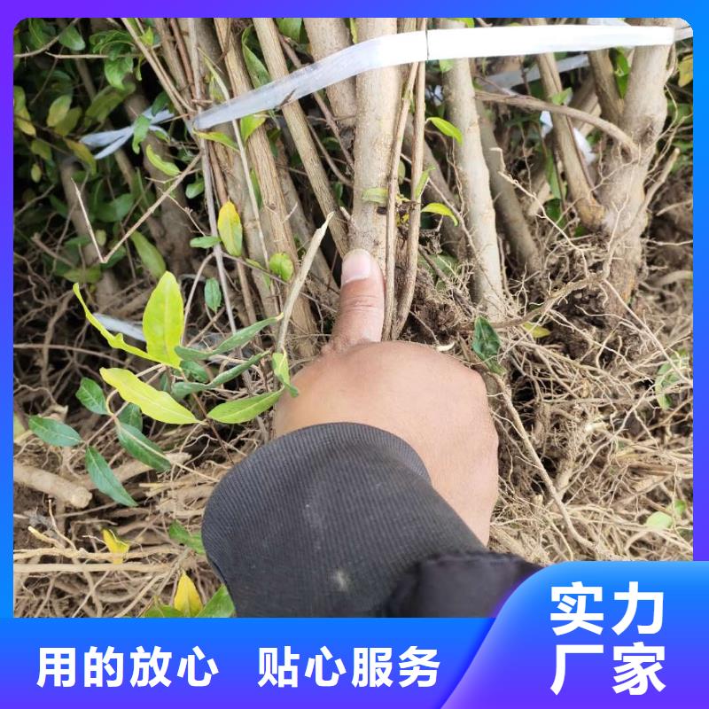 靠譜的石榴批發(fā)商本地生產(chǎn)商