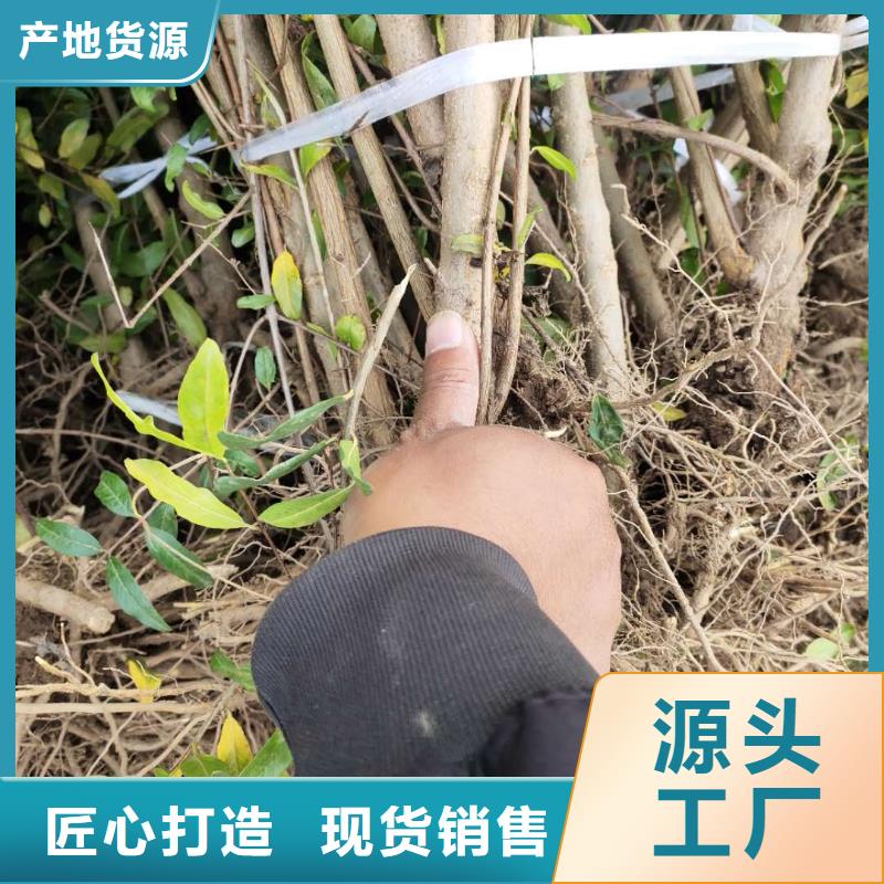 石榴生產(chǎn)制造廠家