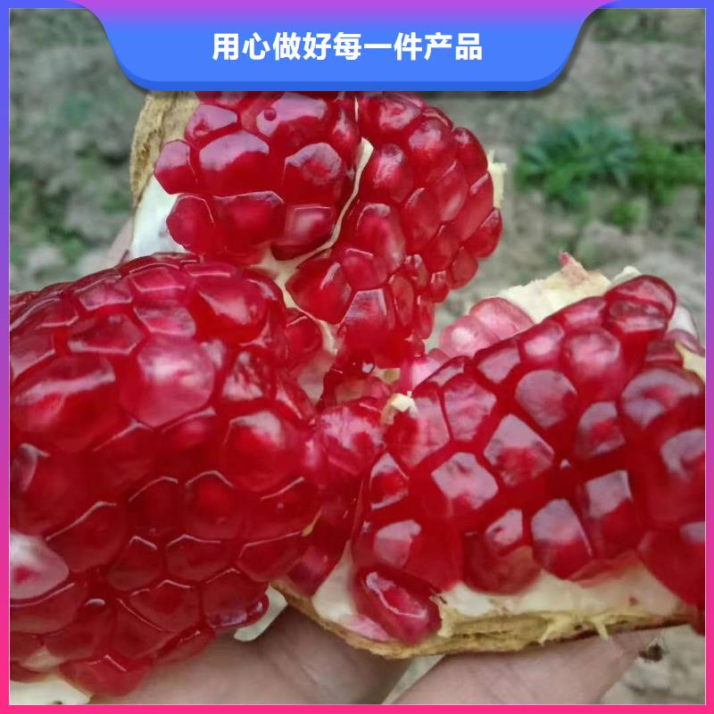 生產(chǎn)石榴的基地匠心品質(zhì)