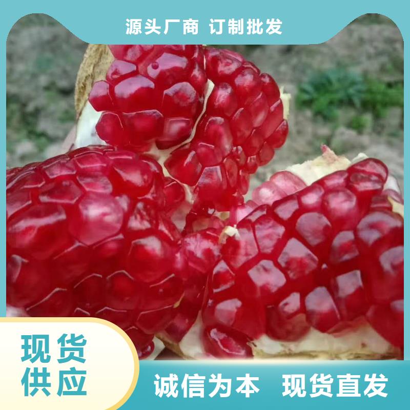 石榴有優(yōu)惠專業(yè)生產(chǎn)廠家