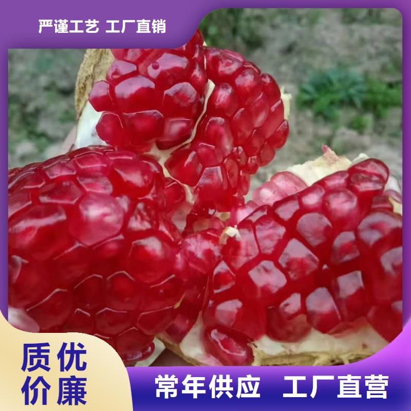 可定制的石榴本地廠家好貨直銷