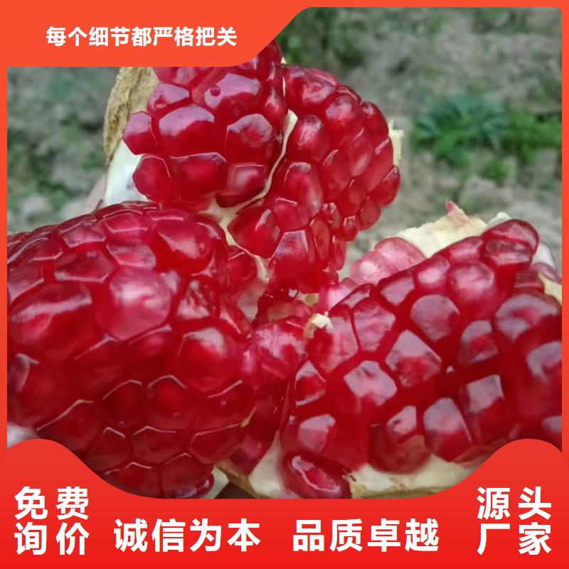 石榴批量采購