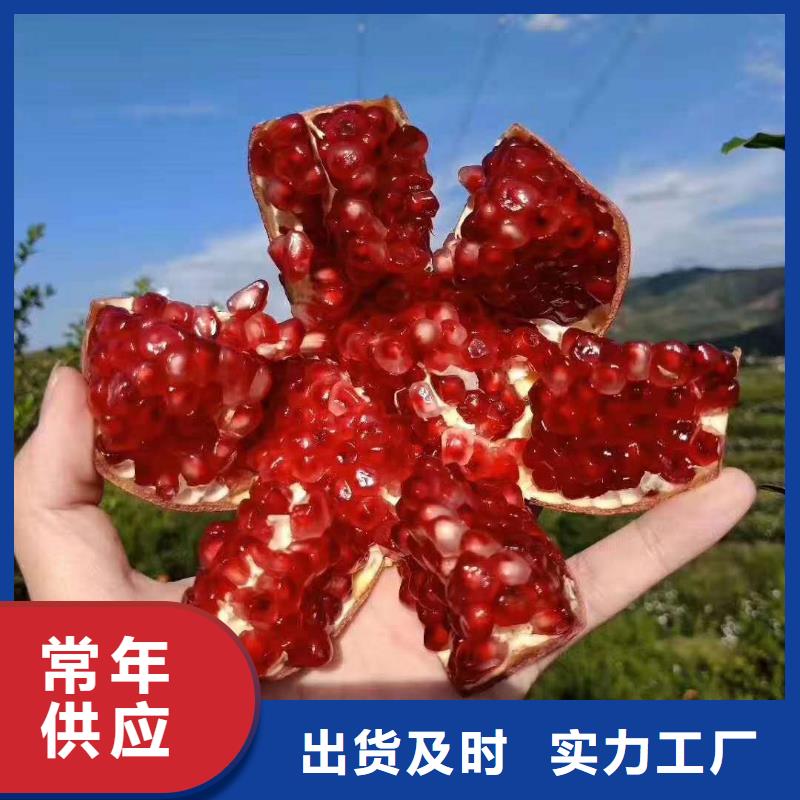 甄選：石榴供貨商同城公司