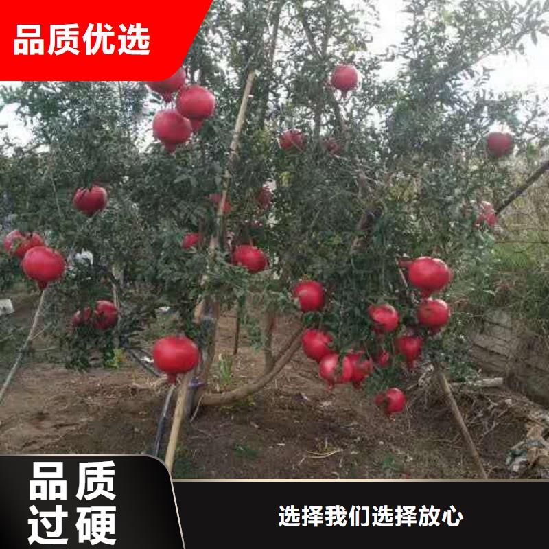 石榴距您較近