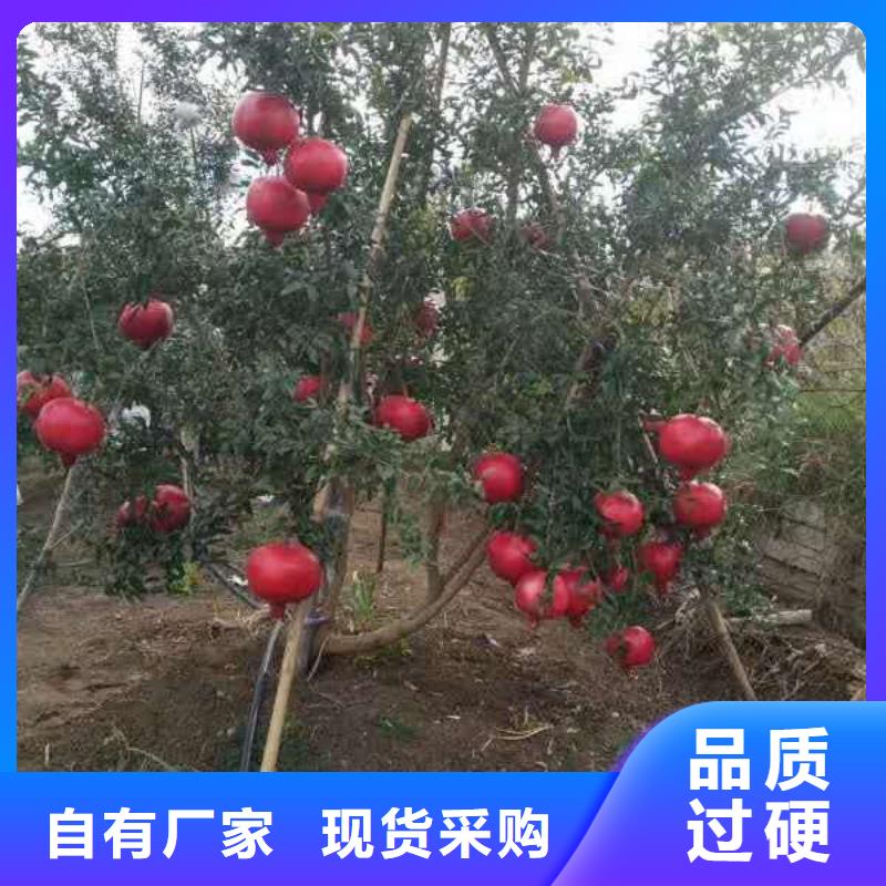 質(zhì)量好的石榴廠家