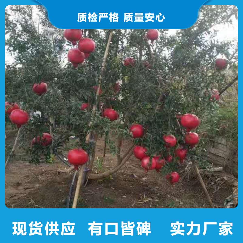 2025歡迎訪問(wèn)##石榴##公司當(dāng)?shù)厣a(chǎn)廠家