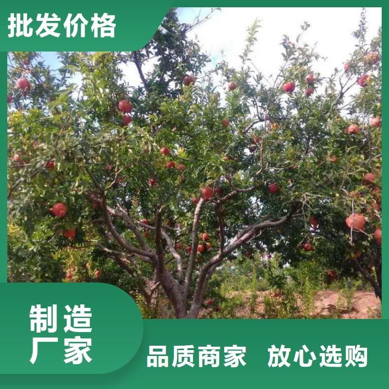 石榴-熱線開通中