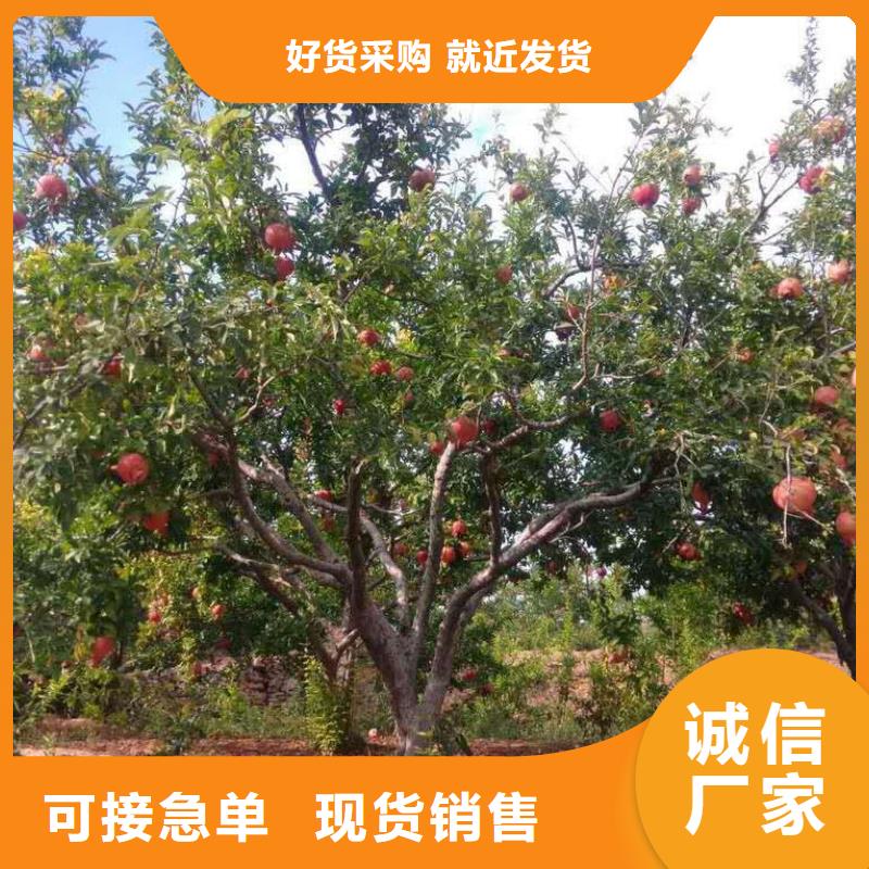 石榴-存貨充足