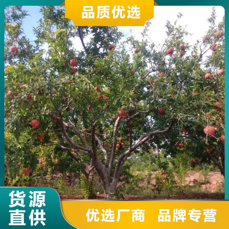 石榴交貨及時(shí)誠(chéng)信商家