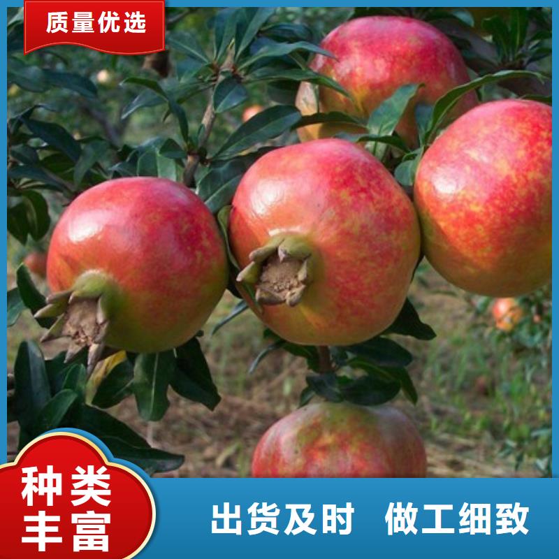 石榴質(zhì)量過硬