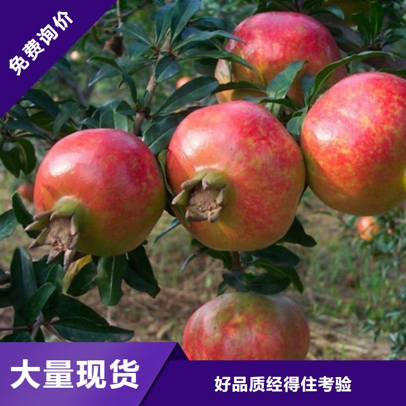 賣石榴的經(jīng)銷商