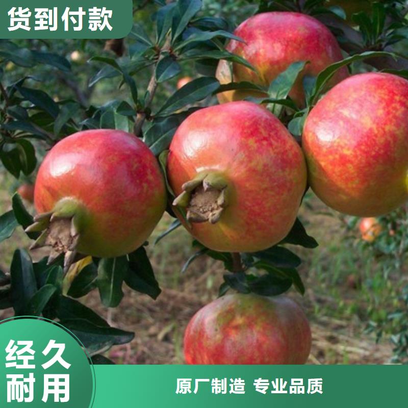 石榴-存貨充足