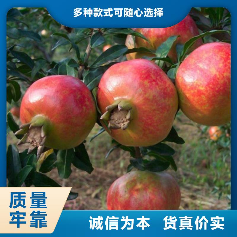 石榴廠家實力雄厚