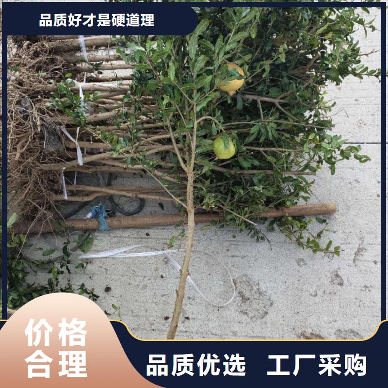 石榴-存貨充足