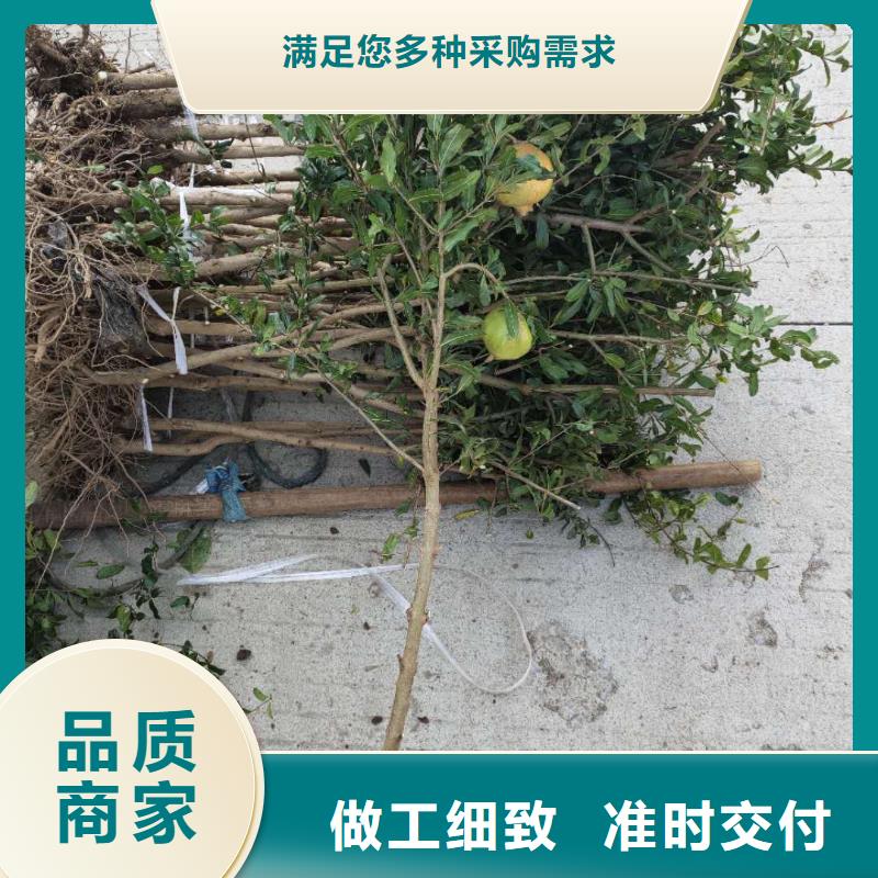 石榴-熱線開通中