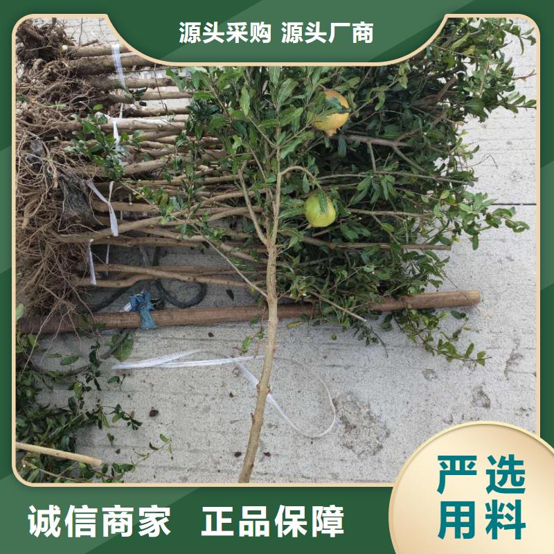 石榴價(jià)格便宜本地貨源
