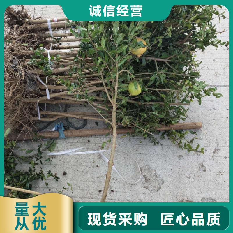 石榴-存貨充足