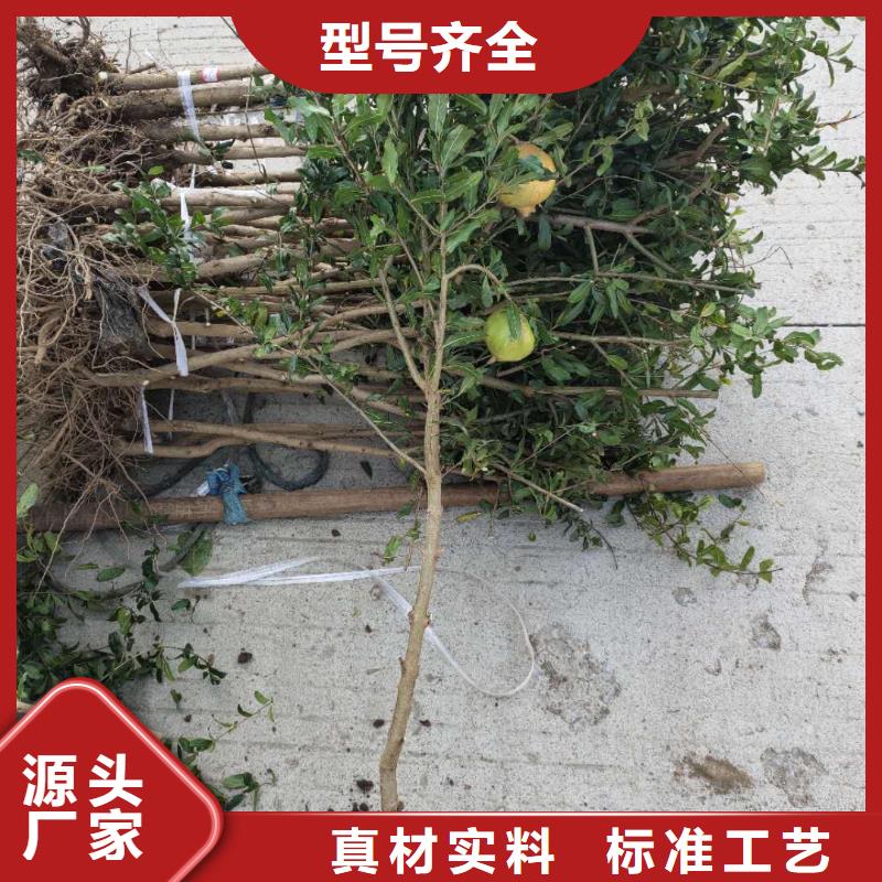 石榴_廠家批發(fā)_產(chǎn)地貨源