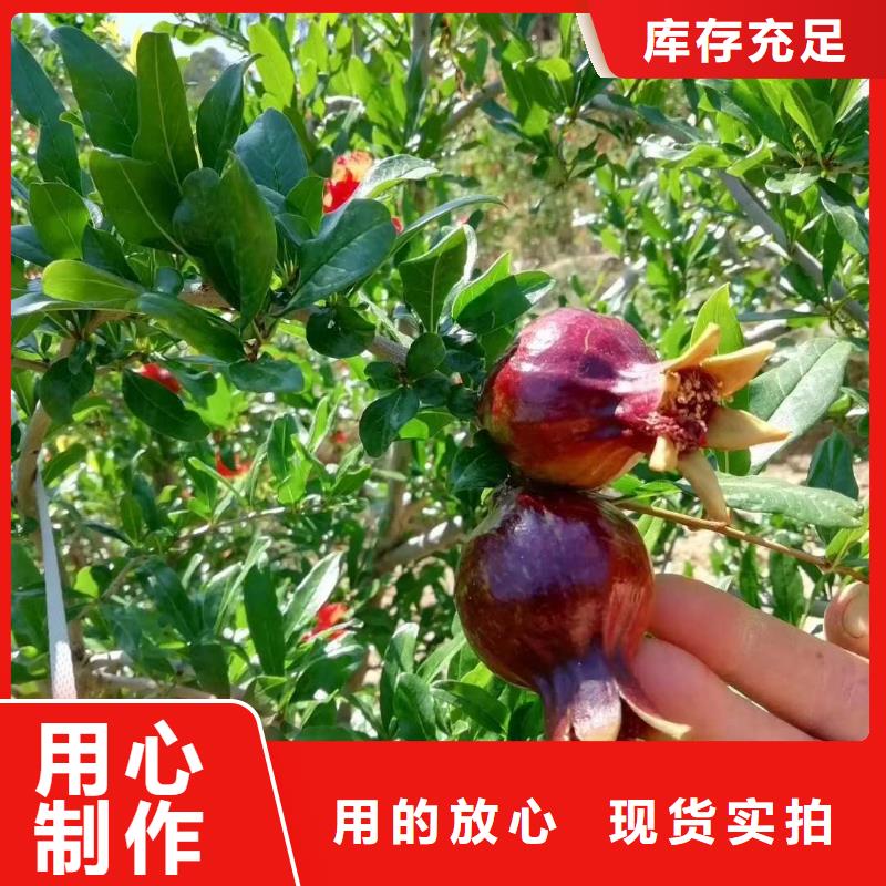 性價(jià)比高的石榴供貨商