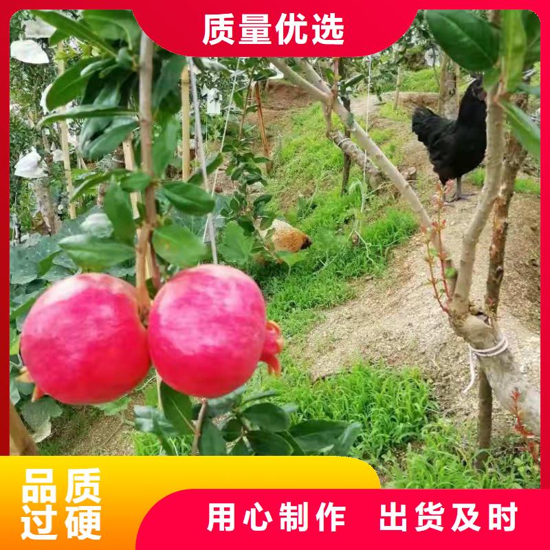 石榴、石榴廠家直銷